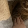 キャットタワーでくつろぐ猫の前足の上に『手を乗せてみた』結果…思わず笑…