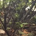 犬の散歩中に『カラスの鳴き声』と『子猫の鳴き声』が聞こえて…探した…