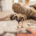 猫が手をクロスさせているのはどんな時？３つの心理