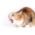 猫の『嘔吐の頻度』を少なくする4つの方法　戻してしまう理由や改善すべき…