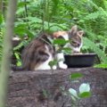 野良猫のコロニーに捨てられた子猫…永遠の家族と幸せに♡