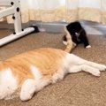 先住猫のしっぽにじゃれつく子猫→先住猫が移動すると…『微笑ましい光…