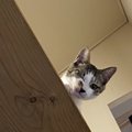 『控えめな猫』の特徴３つ！気持ちを察してあげるコツとは？