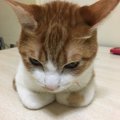 猫の表情っておもしろい！保護される前と後で変わった顔つき