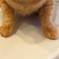 猫が『メイクした飼い主』を見た結果…完全に『警戒態勢になった様子』に爆…
