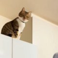 冷蔵庫の上から大声で呼んでいた猫→飼い主さんが背中を見せて『トント…