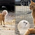 丸い容器に頭がハマって抜けない猫…危険な除去作業に耐えて美姿あらわ…