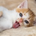 猫にも『嬉しい』という感情はある？5つの仕草・行動をチェック！