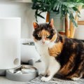 猫との暮らしに『自動給餌器』は便利だった！うれしいメリット4選と使うと…