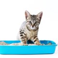 猫がトイレの砂を散らかす原因4つ　飼い主ができる対策方法とは