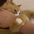 元保護猫ちゃんが『腕ぎゅー♡』　猫好きさん憧れのラブラブぶりがうら…