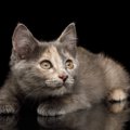 猫に『不安感』を抱かせる行動5選！飼い主が注意すべき振る舞いとは？