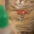 苦手な『目薬』を見たネコ→次の瞬間、表情が……まさかの反応に笑ってし…