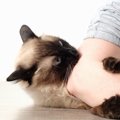 猫が痛いくらいに噛む理由と対処法