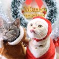 メリークリスマス♪猫ちゃんたちがコスプレをする理由