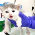 倉庫や住宅から次々と現れる子猫たち…緊急レスキューの全貌をレポート！