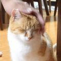 パパに頭をゴシゴシ撫でられた猫…あまりの長さに『キレる姿』が面白す…