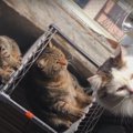 特に意味はないけれど…暇つぶしに利用された猫ちゃん