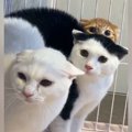 耳をペタンとさせて1列に並ぶ『3匹の猫』…思わず笑ってしまう『可愛い…