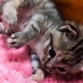 生まれつき後ろ足が内側を向いていて『自力で歩けなかった保護子猫』…