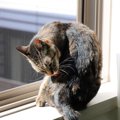 『ひなたぼっこ』が猫にもたらす5つのメリット　逆効果にならないため…