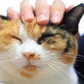 猫の『喜怒哀楽』はこれでわかる！体にあらわれるサインを、4つの感情ごと…