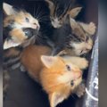 母猫に案内され、草むらに行くと『4匹の子猫』を発見…保護した結果→感動の…