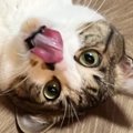 キャットシッターから送られてきた『愛猫の様子』を確認→怖がっているかと…