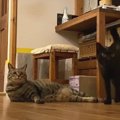 元保護猫の双子きょうだいが即反応！すぐさま待機状態になった“魔法の…