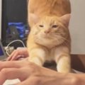 作業中、机の上に『茶トラ猫』がやってきた結果…かまってちゃんすぎる『微…