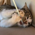 猫が『ストロー』を噛みたがるワケ4つ