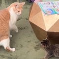 子猫と先住猫を『顔合わせ』させた結果…まさかの"コントのような…