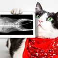 キャット・フレンドリー・クリニック （Cat friendly clinic ）って知…