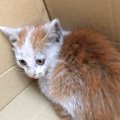 赤信号で車を停めていたら、赤ちゃんネコが…嘘かと思うほど素敵な『ま…
