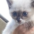 駐車場に行くと車の横にいた子猫→近づいてみると……涙あふれる『出会い…