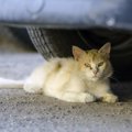 猫を外に出すべきではない理由！交通事故死がこんなにもある