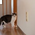 猫が『追いかけられると逃げる』ときのキモチ3選　どうしても捕まえたいと…