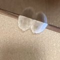 "トイレへの侵入"を試みる猫…閉まっている扉の下を見てみると→…