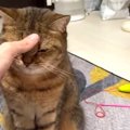 猫ちゃんの飼い主あるある三選！