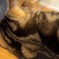 赤ちゃんと距離を縮められずにいた猫→突然、赤ちゃんの布団にやってきて……