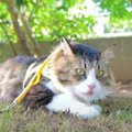 ハーネスに慣れてきた猫ちゃんの休憩多めなお庭巡り♪