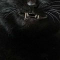 黒猫が牙をむき出しにした瞬間を捉えたら…とんでもなく悪そうな『表情…