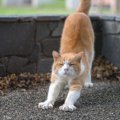 猫が『体を伸ばしたまま歩く』ときの理由4つ　考えられる心理や行動の意味…