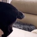 カギしっぽの黒猫→しっぽの動きがフリフリではなく…独特な『動かし方』が…