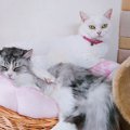 くっつきたい猫さんと、それを怒る猫さん！