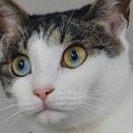 真剣な表情で『何かを見つめていた』２匹の猫→確認してみると……『ホラ…