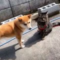 『ごきげんな柴犬』と『イライラする猫』が外で遊んだら…2匹の"…