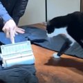 服についた『猫の毛』を取ろうとしたら、猫がやって来て…「無限ループ…
