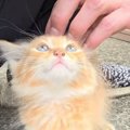 エアコン工事中に出会った小さな子猫を保護→1年後…想像以上に大きくなった…