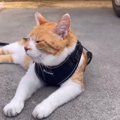 朝の楽しみ！ギリギリまでお散歩を満喫する猫ちゃん♪